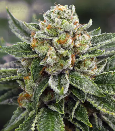 Skywalka Ghost Kush (Big Head Seeds)
