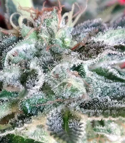 Graines de cannabis Snow Moon Regular (Ace Seeds)