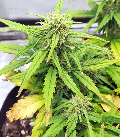 Strawberry Gum feminized seeds