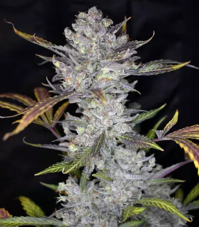 Wedding Cake Auto feminized seeds (Original Sensible Seeds)