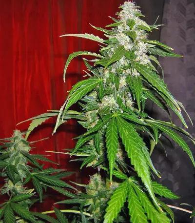 Auto-Bomb strain