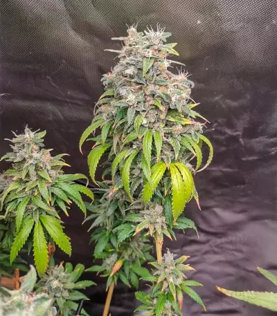 Blueberry (Herbies Seeds)