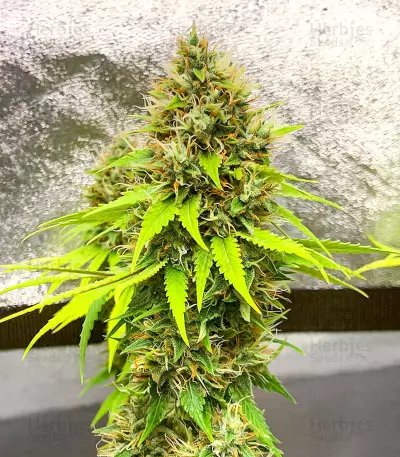Candy Kush Fast Version Feminized Seeds (EGS)