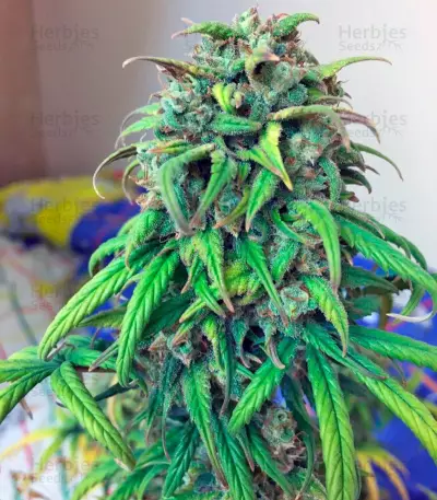 Exodus Cheese Autoflowering Auto Seeds