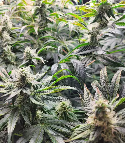 Gary Payton Feminized Seeds (Barney’s Farm)