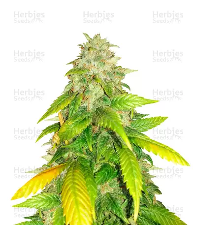 Graines de cannabis HulkBerry (RQS)