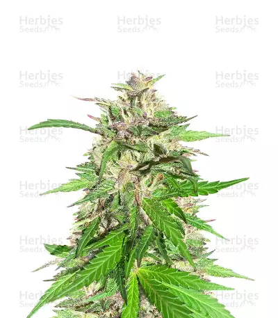 Jealousy Kush F1 Feminized Seeds (Seedkeepers)