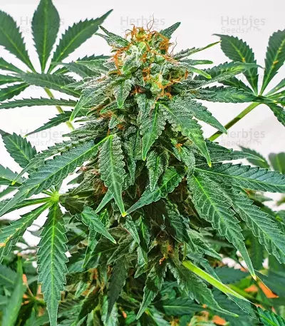 Semi femminizzati Kali Banner (AlphaFem Seeds)