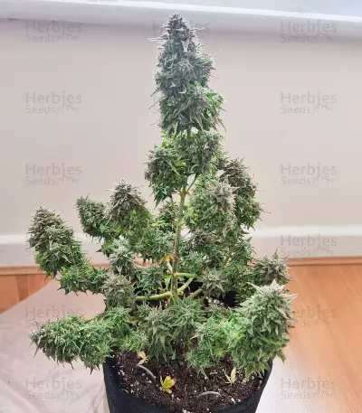 Lemon Haze Auto (Expert Seeds) Seeds