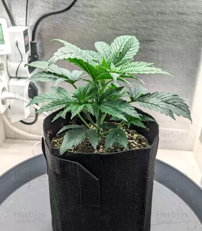Lemon Haze Fast Version (Herbies Seeds)