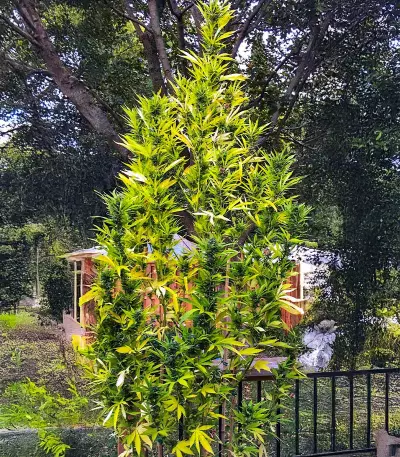 Lemonesia (Ceres Seeds)