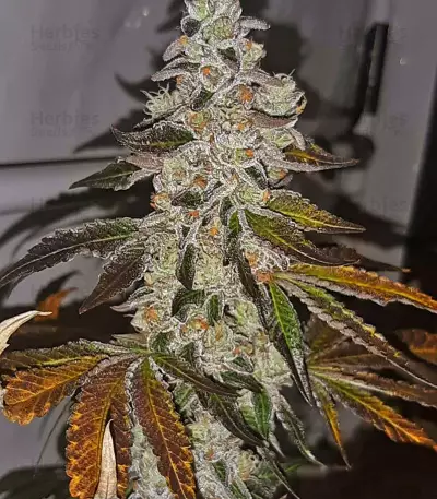 Meringue feminized seeds