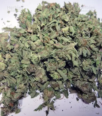 Nebula II CBD (Paradise Seeds)