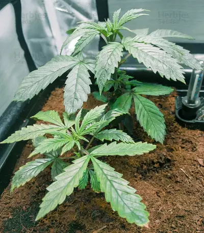 Northern Light Seeds (The Bulldog Seeds)