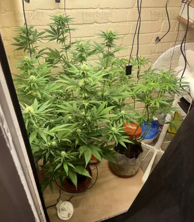 Northern Light (Kera Seeds)