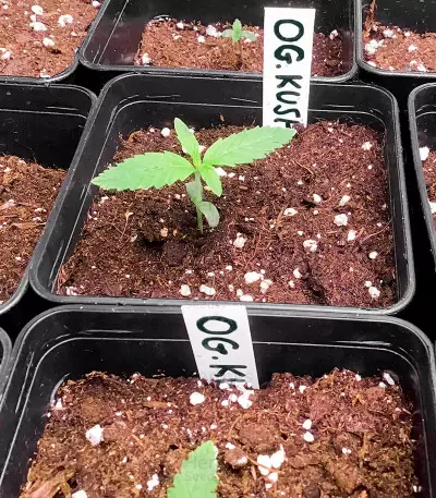 OG Kush feminized seeds (Kera Seeds)