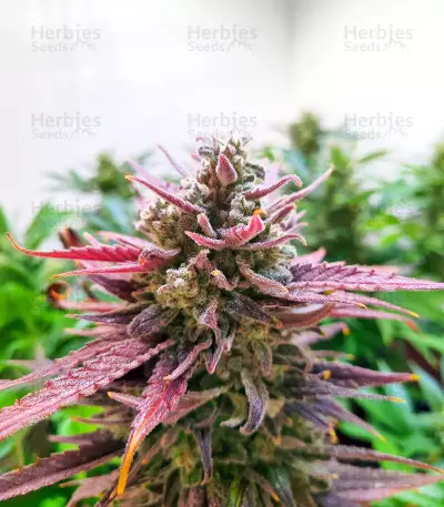 Original Glue Seeds