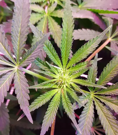 Red Hot Cookies Seeds (Sweet Seeds)