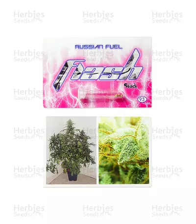 Russian Fuel Auto Seeds
