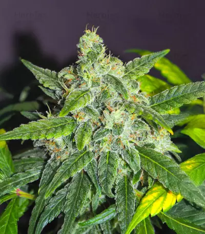 Sensi #32 (Sensi Seeds)
