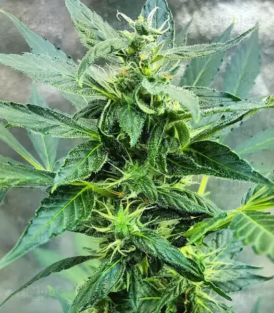 Sticky Z Glue feminized seeds