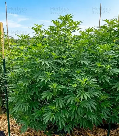 Bc Diesel (BlimBurn Seeds)