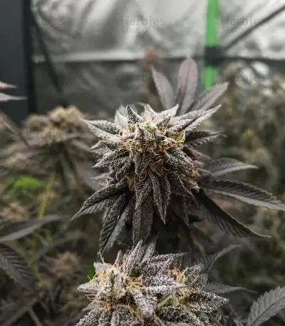 Biscotti Auto Seeds (Green House Seeds)