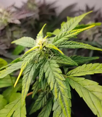 Bubba Kush Feminized Seeds