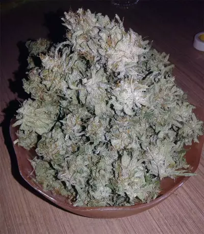 Buddha Magnum Auto Seeds