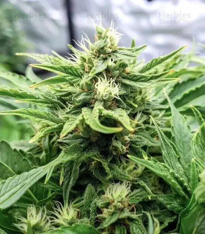 CBD Victory Auto Seeds