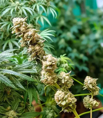 Chemdog Gorilla (Expert Seeds) Seeds