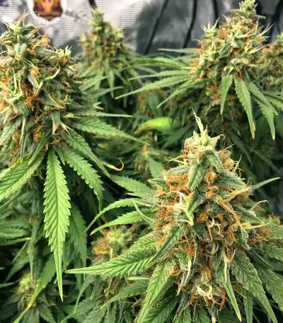 Colombian Jack Seeds