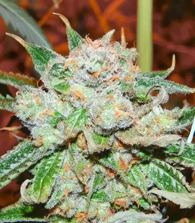 Semi femminizzati Do-G