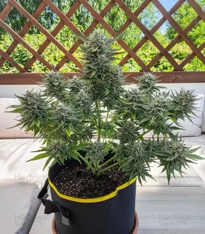Do-Si-Dos Auto Seeds