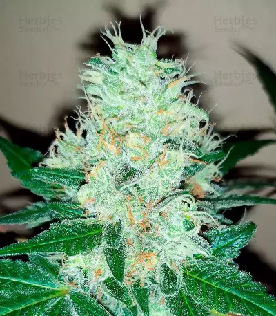 Fruit Punch (Heavyweight Seeds)