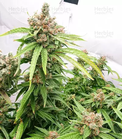 Fruit Punch (Heavyweight Seeds)