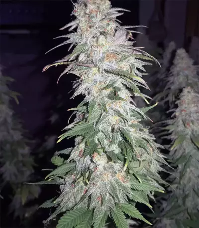 GG#4 Original Glue Seeds (Original Sensible Seeds)