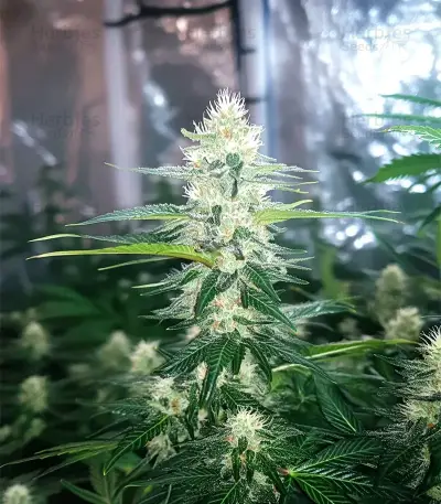 Graines de cannabis Gorilla Ice Cream (Expert Seeds)