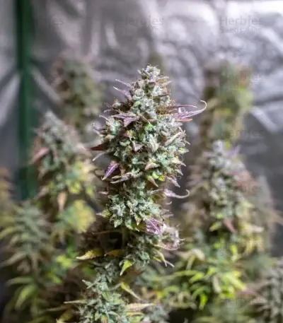 Green Gelato Automatic Seeds (Royal Queen Seeds)