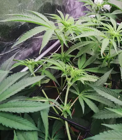 Mimosa x Orange Punch Seeds (Barneys Farm)