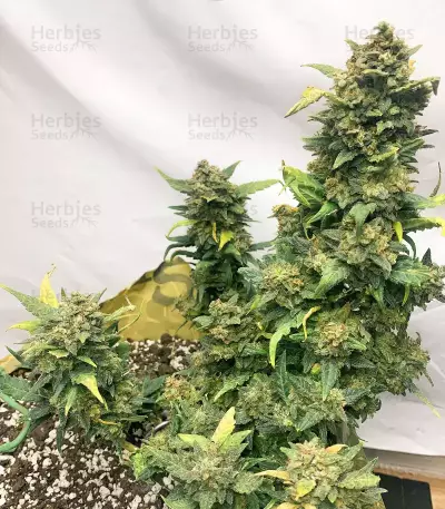 Original Auto Sour Diesel (Fast Buds)
