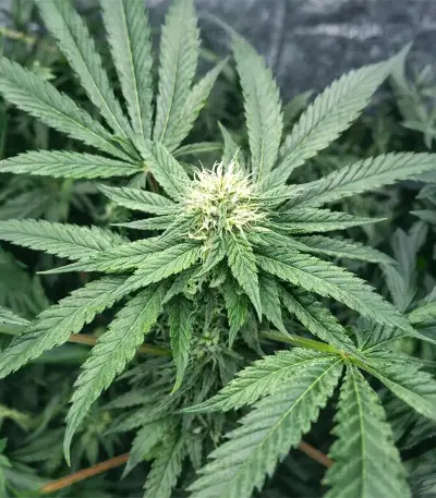 Papaya Sherbet Seeds