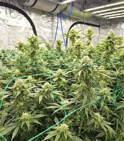 Graines de cannabis Purple (Ceres Seeds)