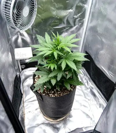 Purple Haze Auto Seeds