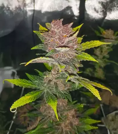 Purple Lemonade Poison Seeds (Seedkeepers)