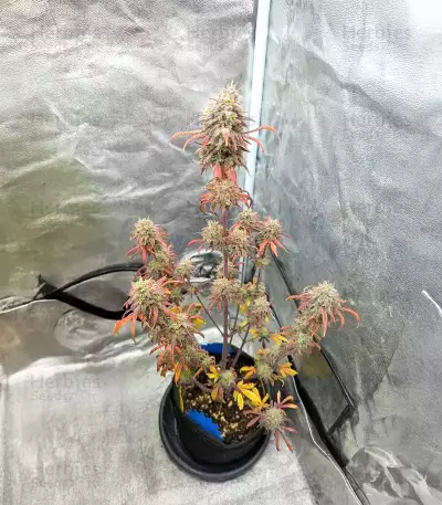 Purple Tropicana Cookies Seeds (Seedkeepers)