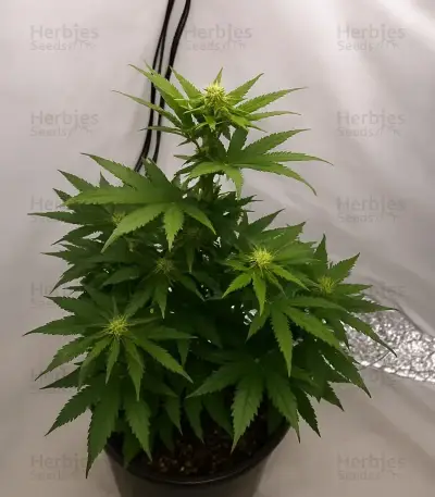 Steve’s Dream Queen Seeds