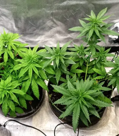 Steve’s Hellfire OG Seeds