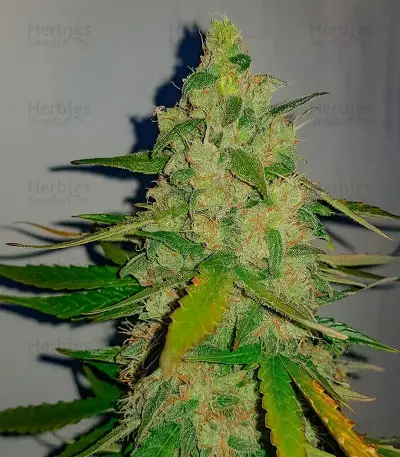 Totally Alpha OG Auto Seeds (AlphaFem Seeds)