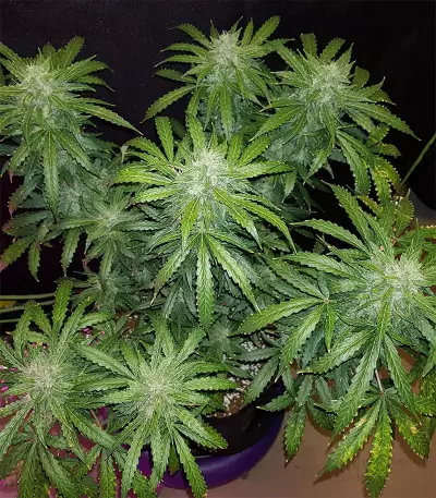 Trippy Gorilla Autoflowering (Big Head Seeds)